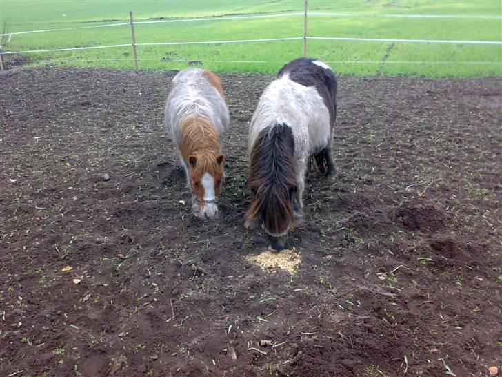 Anden særlig race Freja billede 4