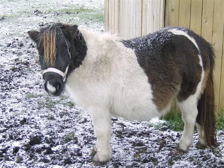 Anden særlig race Freja - billede fra tidliger ejer billede 5
