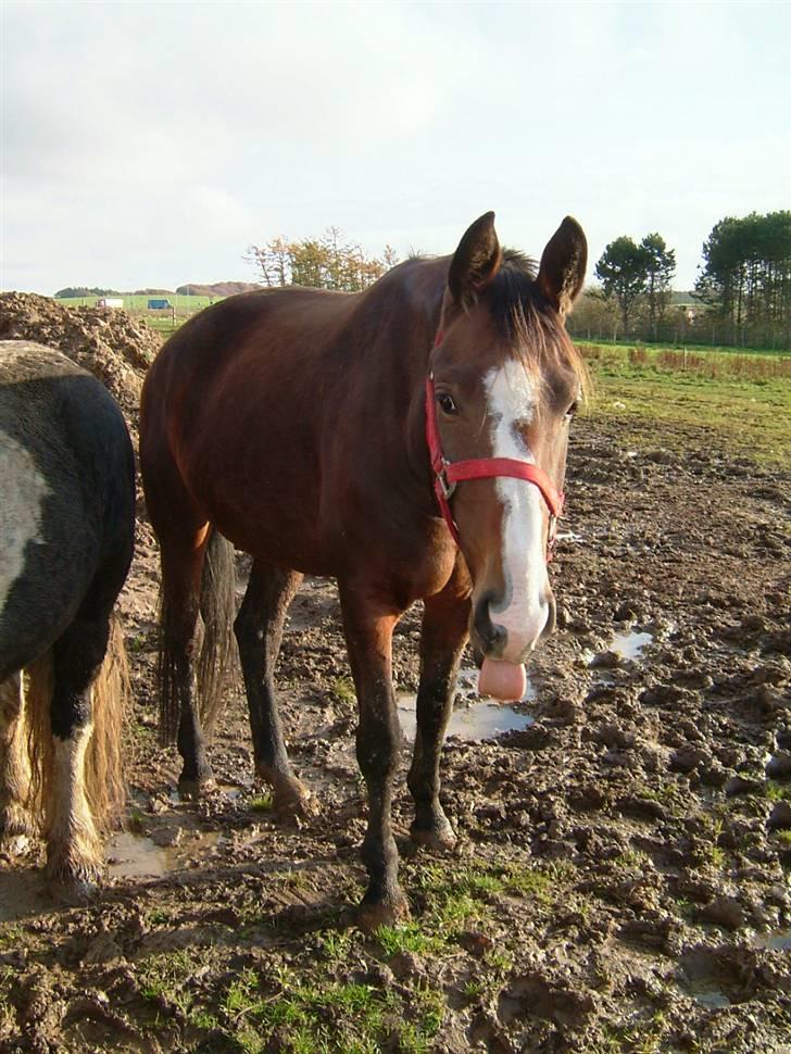 Anden særlig race My Ace *solgt* - BAAAAHHH billede 5