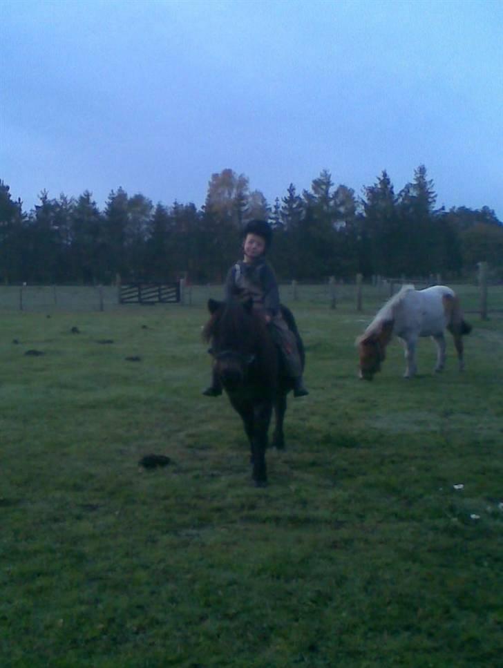 Shetlænder Putte billede 13