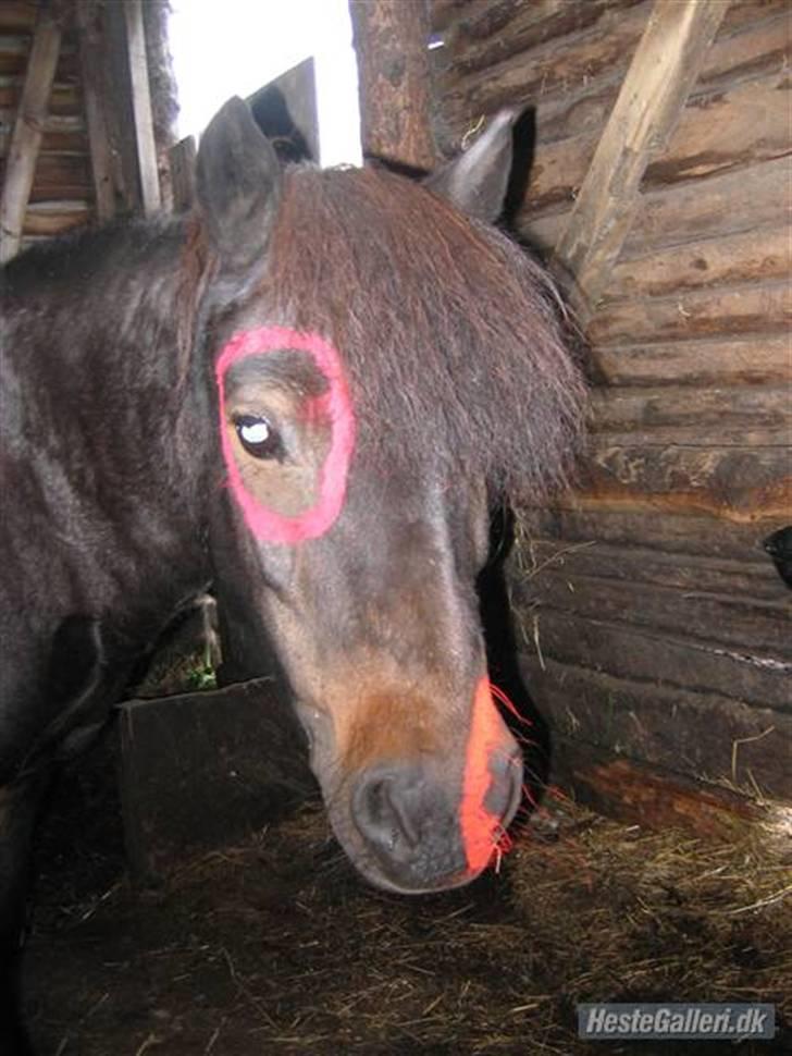 Shetlænder Putte billede 15