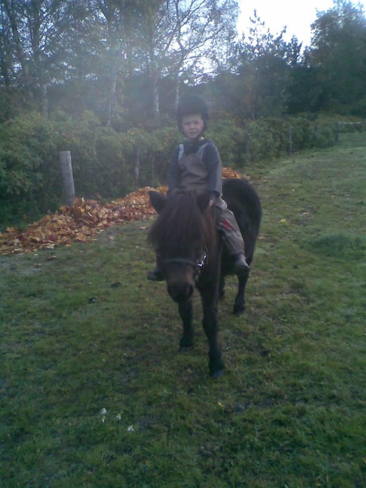 Shetlænder Putte billede 16