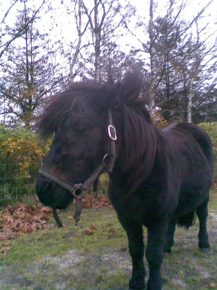 Shetlænder Putte billede 17