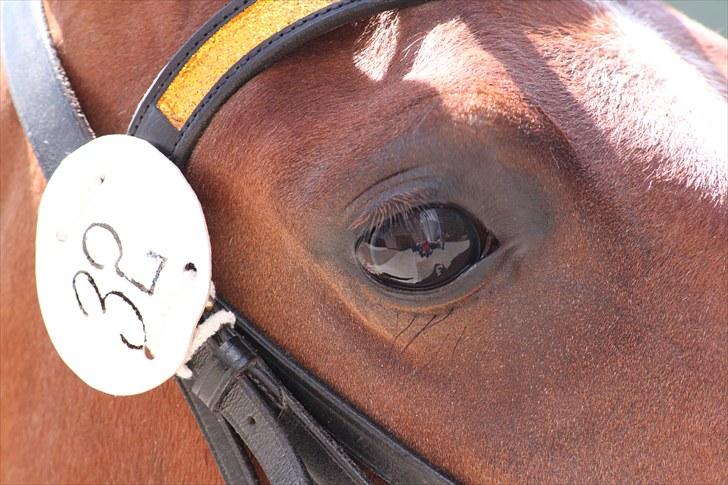 DSP Kentris Athene - Athene&pernille  billede 15