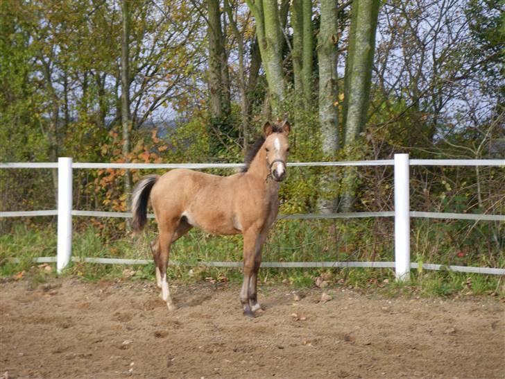 Welsh Partbred (Sec F) Bailey II Blue - flødebollen 3/11-08 billede 11