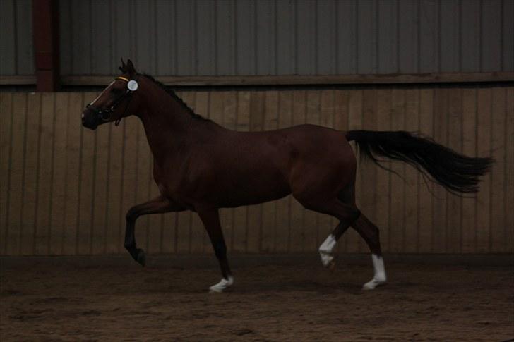 DSP Kentris Athene billede 18