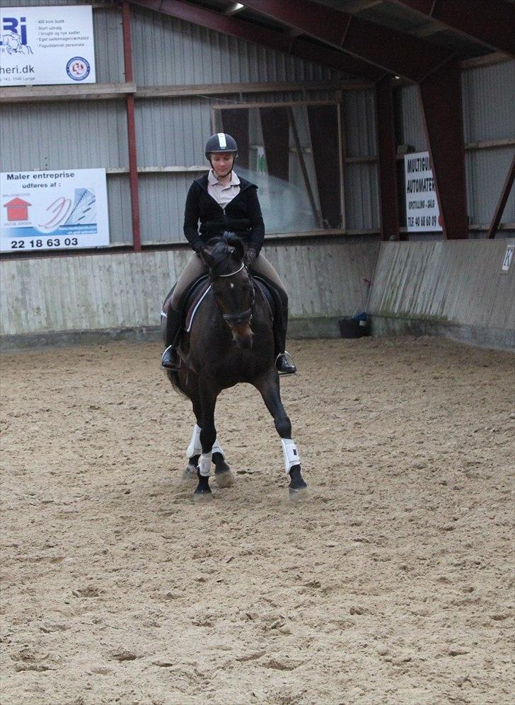 Holstener Escobar - Forår 2011 billede 4