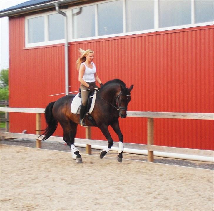 Holstener Escobar - Sommer 2010 billede 8