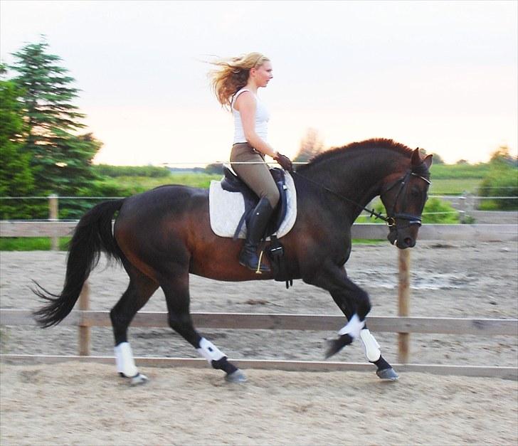 Holstener Escobar - Sommer 2010 billede 2