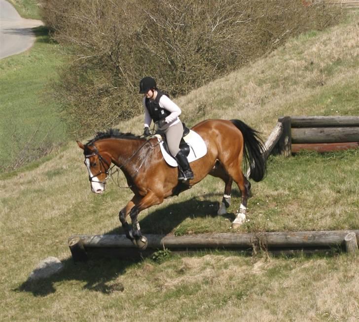 Hollandsk Varmblod Pamelius H - Terræn Langå april 2009 billede 18