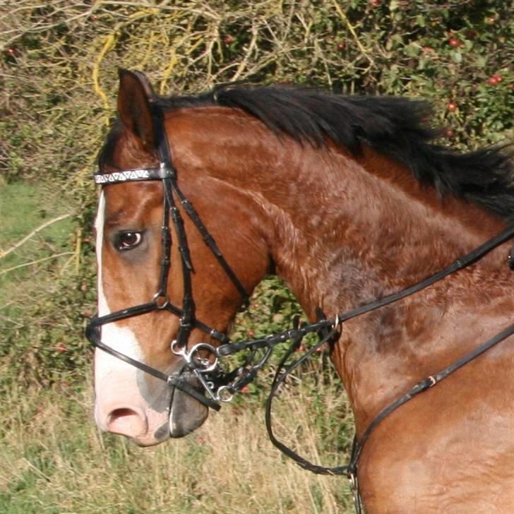 Hollandsk Varmblod Pamelius H - Hubertusjagt i Århus 2008. Palle er lidt oppe og køre :D billede 20