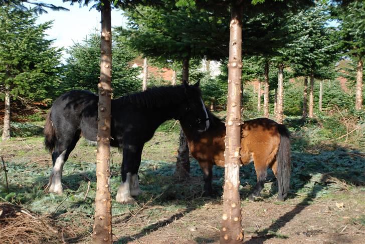 Shire Odin Høghøj - Odin og Leo i gran plantagen billede 1