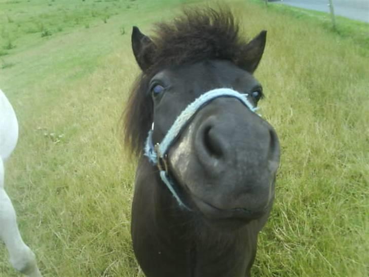 Shetlænder topper billede 12