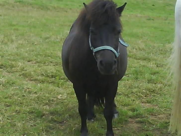 Shetlænder topper billede 13