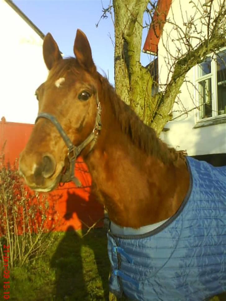 Dansk Varmblod Carmen Nøddebo - solgt - Skulle lige prøve nyt dækken på en flot dag=) billede 1