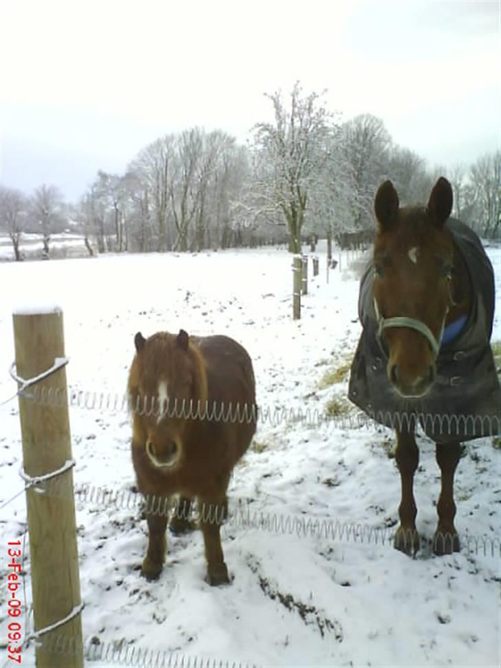 Dansk Varmblod Carmen Nøddebo - solgt - snevejret besøgte oss vores gård ;) billede 4