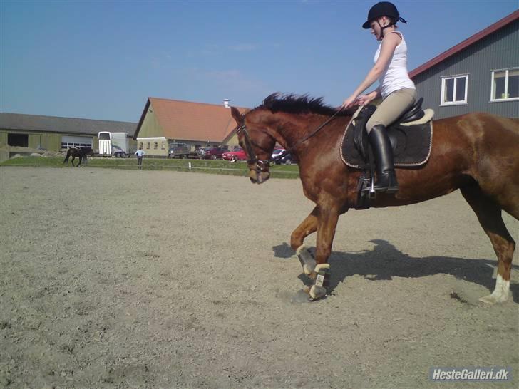 Dansk Varmblod Carmen Nøddebo - solgt - Nyt billede 5