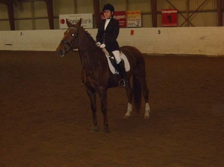 Dansk Varmblod Carmen Nøddebo - solgt - stævne lc3 d. 18/1 09 billede 6