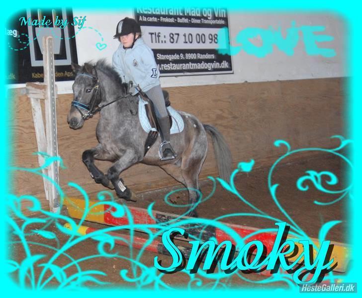 Amerikansk Pony springer SMOKY - Velkommen til Smokey´s profil :o) hejsa :o)  billede 1