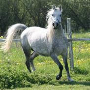 Sportsaraber (A) HO Zamirah