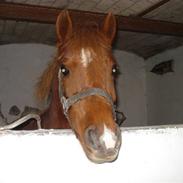 Hollandsk Sportspony Red Mysteri