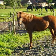 Hollandsk Sportspony Red Mysteri