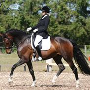 Hollandsk Varmblod Wieske