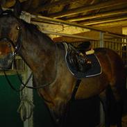 Anden særlig race Libsens Casell