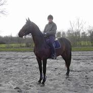 Anden særlig race Libsens Casell