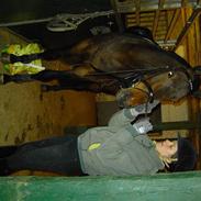 Anden særlig race Libsens Casell