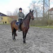 Anden særlig race Libsens Casell