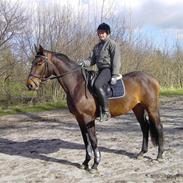 Anden særlig race Libsens Casell