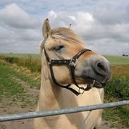 Fjordhest Ingegårds Doa