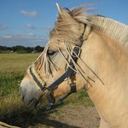 Fjordhest Ingegårds Doa