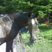 Traver Gay-moor *R.I.P*