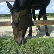 Traver Gay-moor *R.I.P*