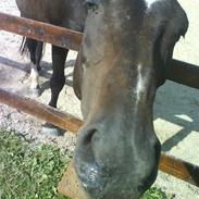 Traver Gay-moor *R.I.P*