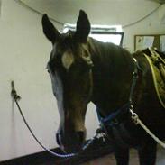 Traver Gay-moor *R.I.P*