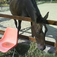 Traver Gay-moor *R.I.P*