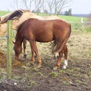 Anden særlig race Chili