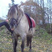 Anden særlig race Bygge`s Luna <3