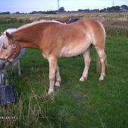 Haflinger Avalon