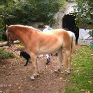 Haflinger Avalon