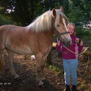 Haflinger Avalon