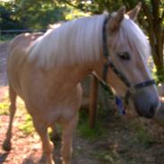Haflinger Avalon