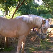 Haflinger Avalon
