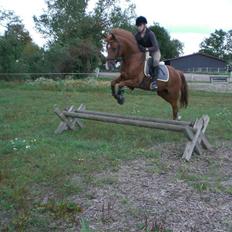 Anden særlig race Oliver