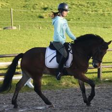 Anden særlig race Caroma´s Bill