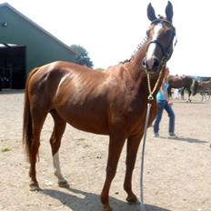 Dansk Varmblod Francesca G 