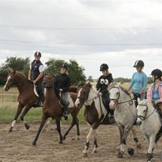 Dansk Varmblod Francesca G 